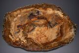 Wide Brilliant Red and Orange Petrified Wood Table #344145-3